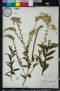 Solidago odora var. chapmanii image