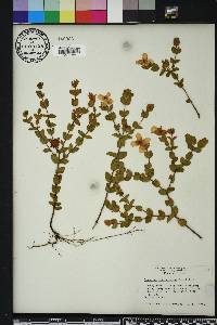 Hypericum tetrapetalum image