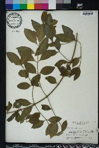 Chiococca alba image