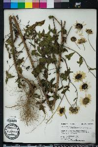 Helianthus debilis image