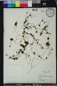 Cuscuta pentagona image