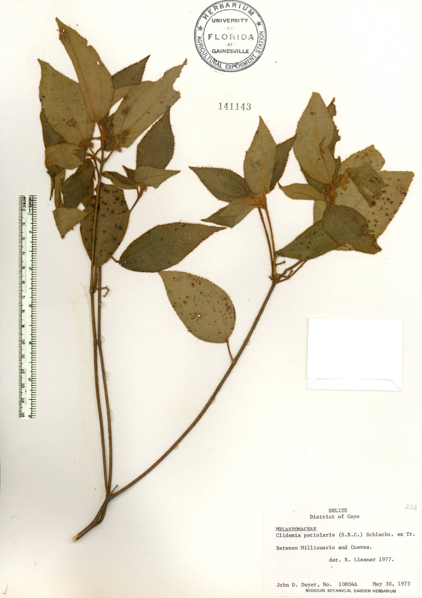 Miconia petiolaris image