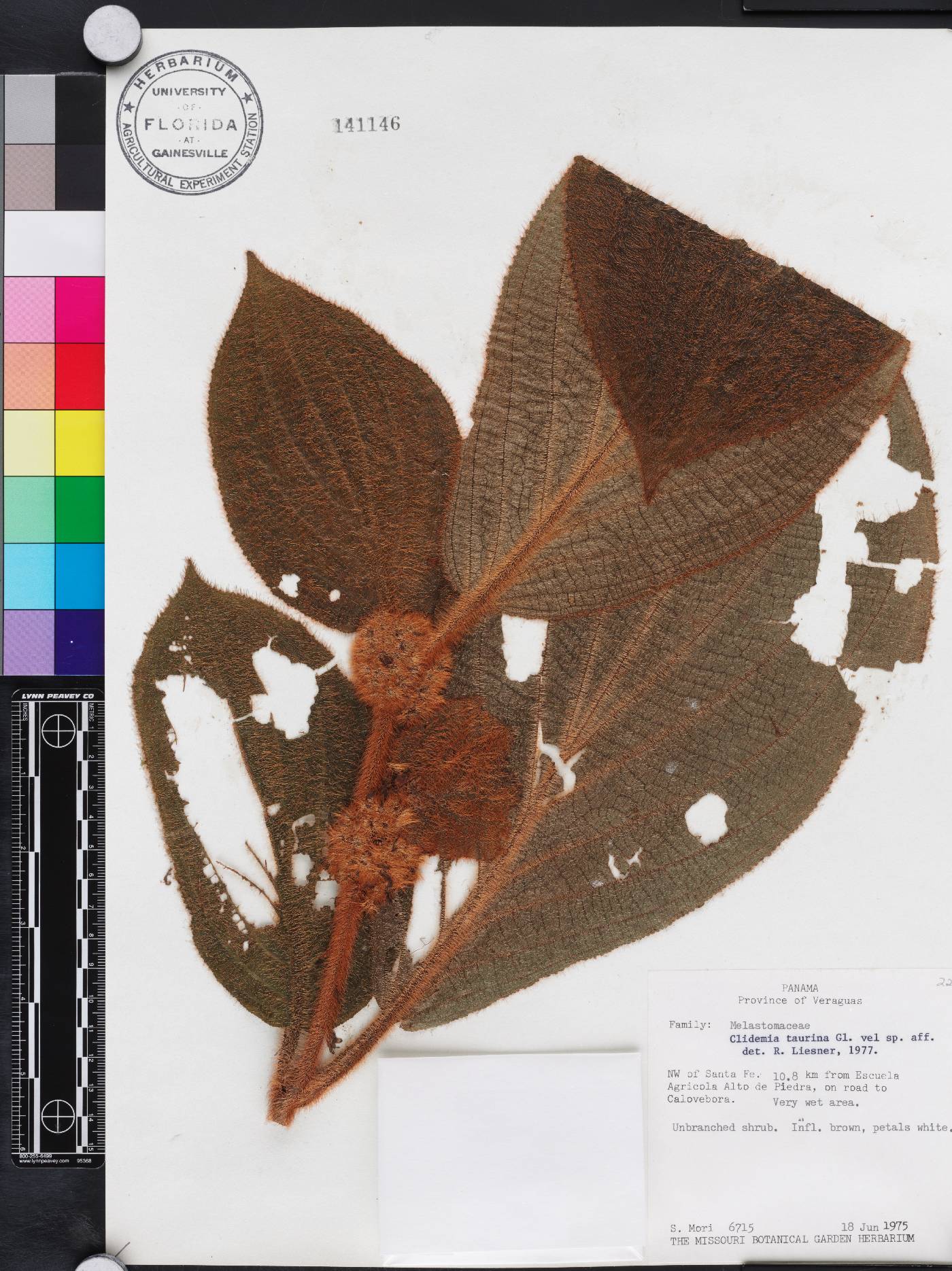 Miconia taurina image