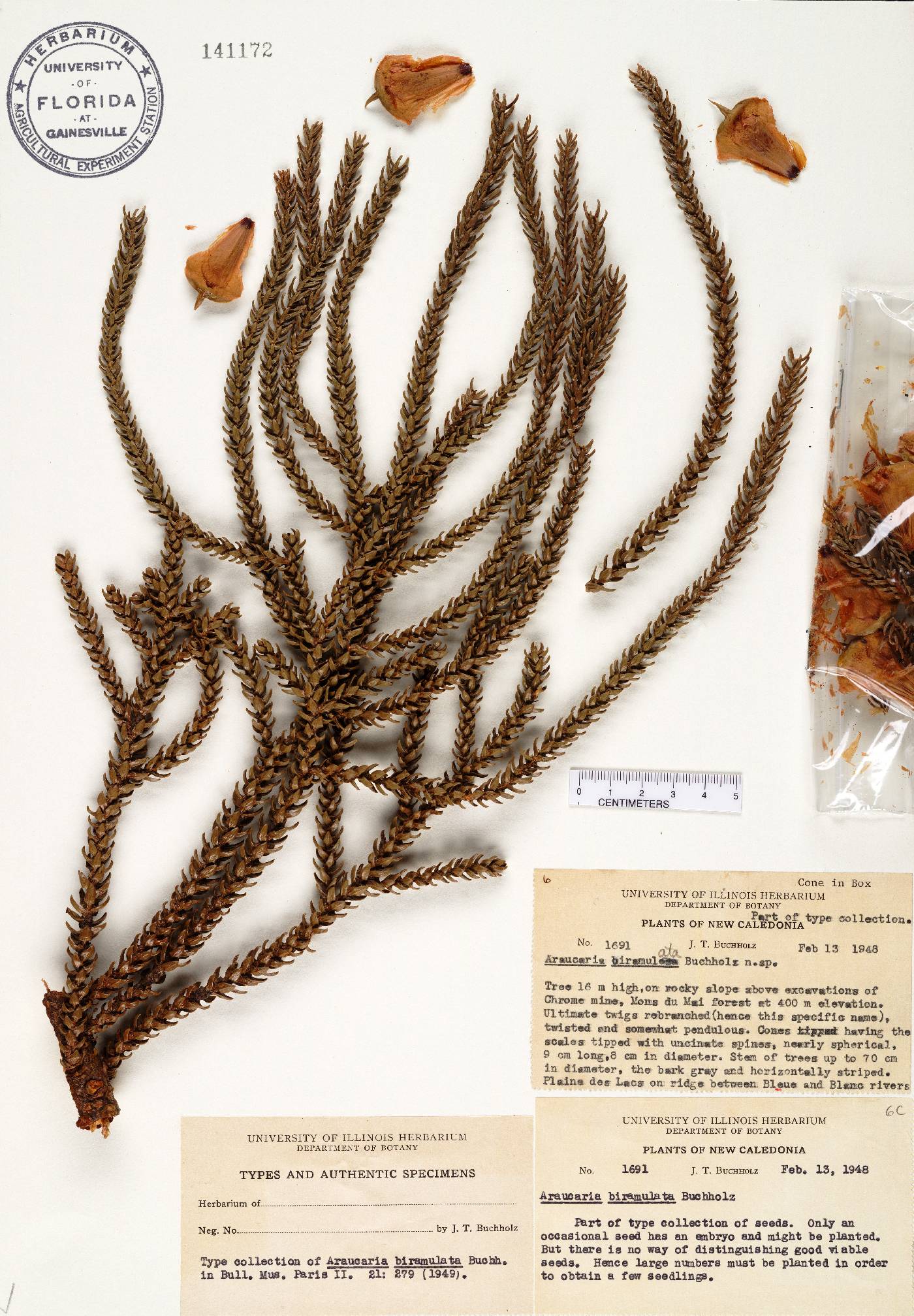 Araucaria biramulata image