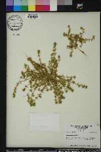 Scleranthus annuus image