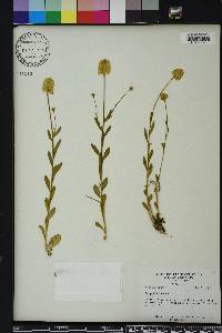 Polygala lutea image