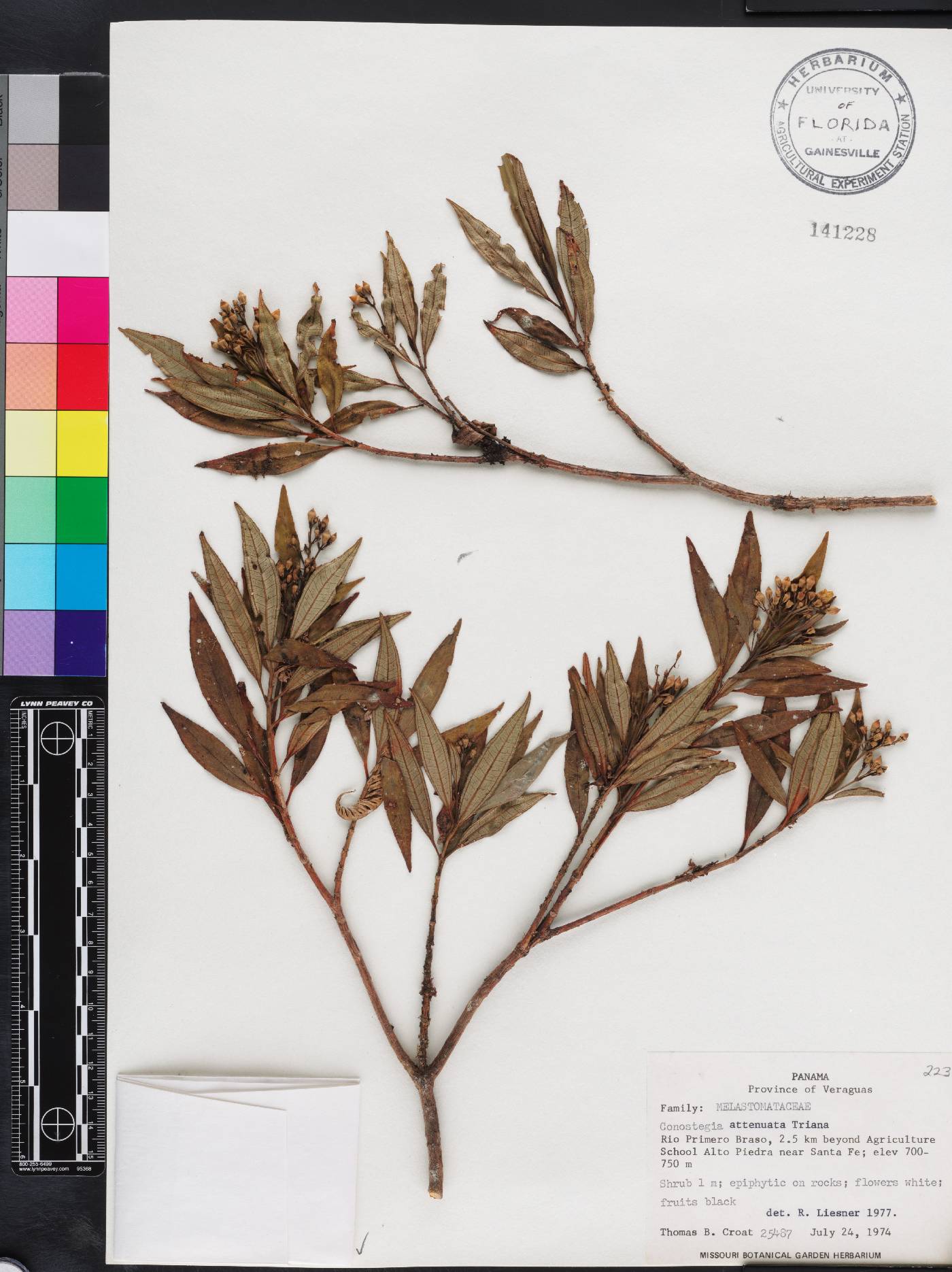 Miconia conoattenuata image