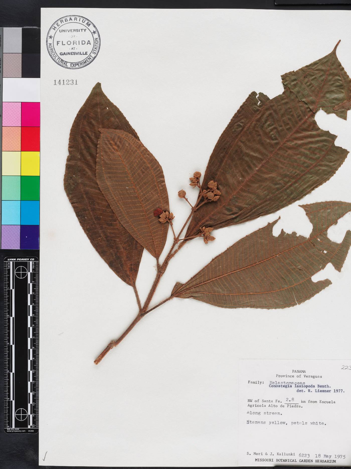 Miconia lasiopoda image