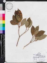 Miconia cooperi image