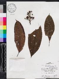 Miconia rhodopetala image