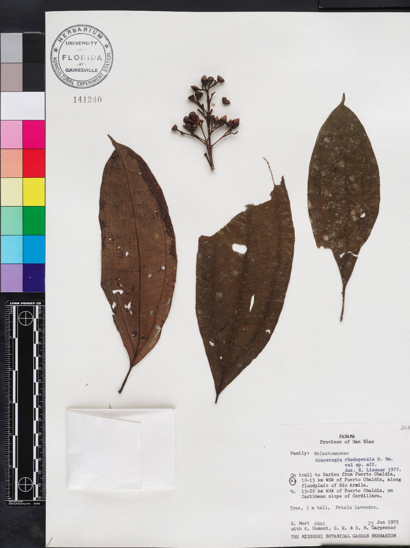 Miconia rhodopetala image