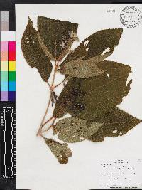 Miconia conospeciosa image