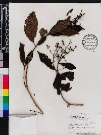 Miconia loreyoides image