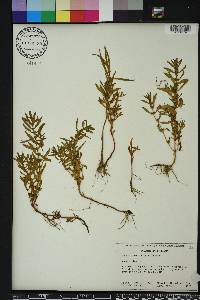 Rotala ramosior image