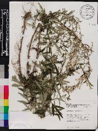 Artemisia vulgaris image