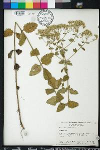 Eupatorium sessilifolium image