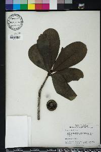 Genipa clusiifolia image