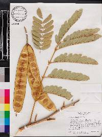 Albizia lebbeck image