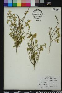 Stylosanthes hamata image