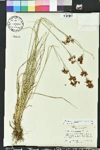 Rhynchospora microcarpa image