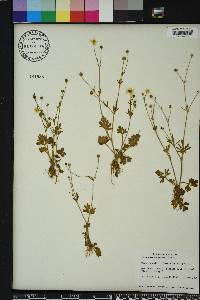 Ranunculus sardous image