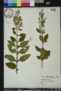 Scutellaria incana image