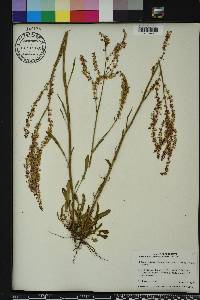 Rumex hastatulus image