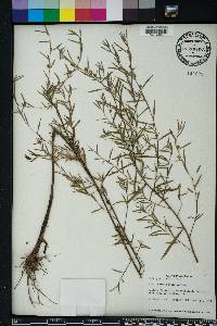 Ludwigia linearis image