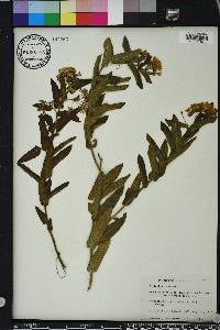 Asclepias tomentosa image