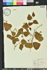 Smilax bona-nox image