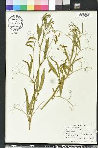 Lathyrus hirsutus image