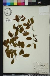 Berchemia scandens image