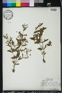 Gratiola neglecta image