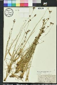 Rhynchospora microcarpa image