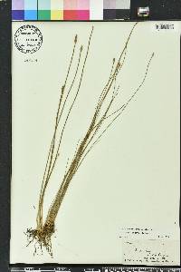 Eleocharis tricostata image