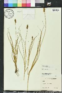 Carex fissa image