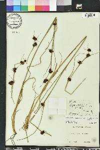 Rhynchospora cephalantha image