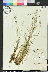 Rhynchospora microcarpa image