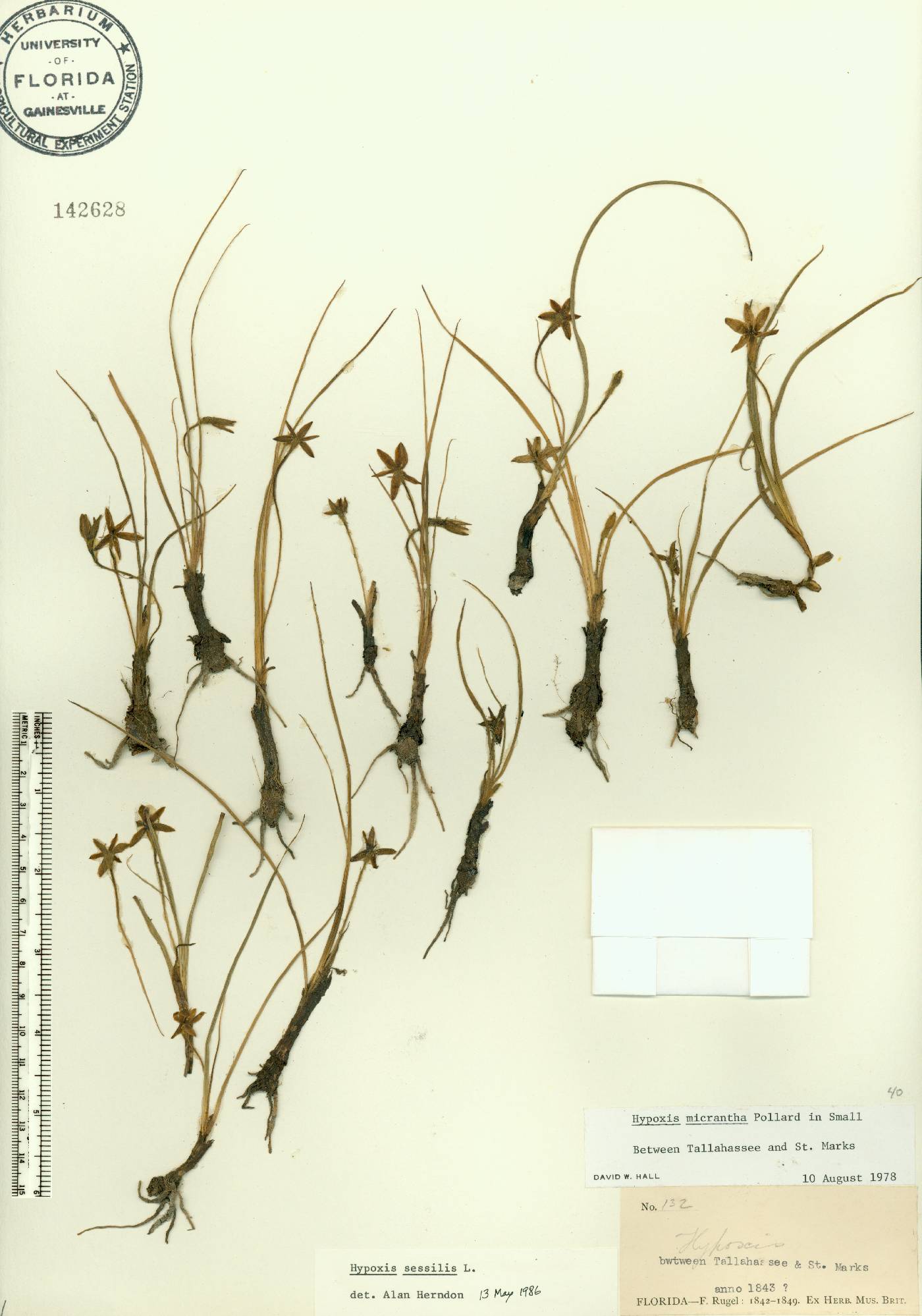 Hypoxis sessilis image