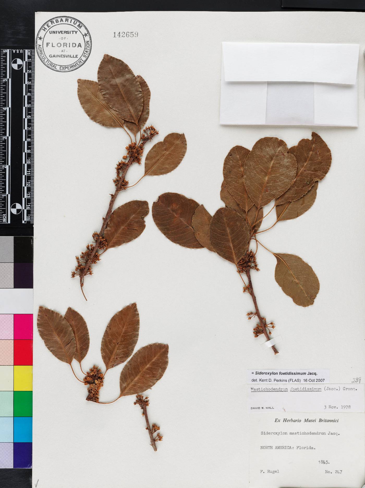 Sideroxylon foetidissimum image