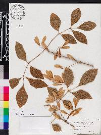 Fraxinus caroliniana image