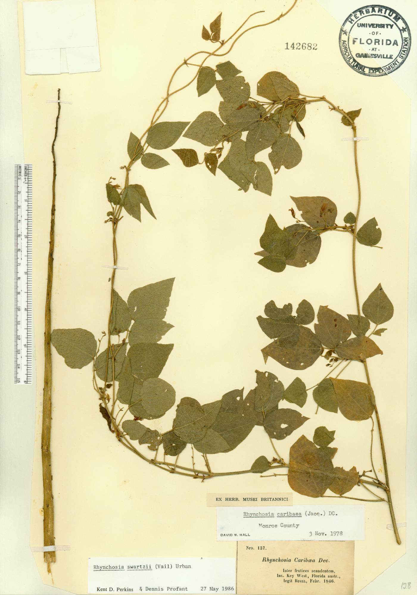 Rhynchosia swartzii image