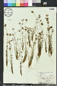 Bulbostylis ciliatifolia image