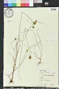 Cyperus filiculmis image