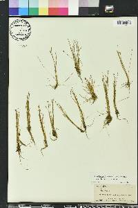 Eleocharis flavescens image