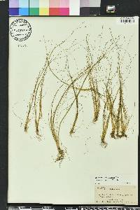 Eleocharis microcarpa image