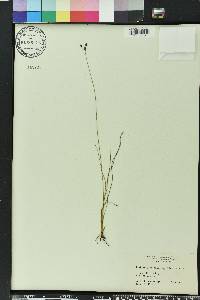 Fimbristylis puberula image