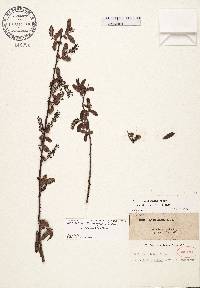 Salix caroliniana image