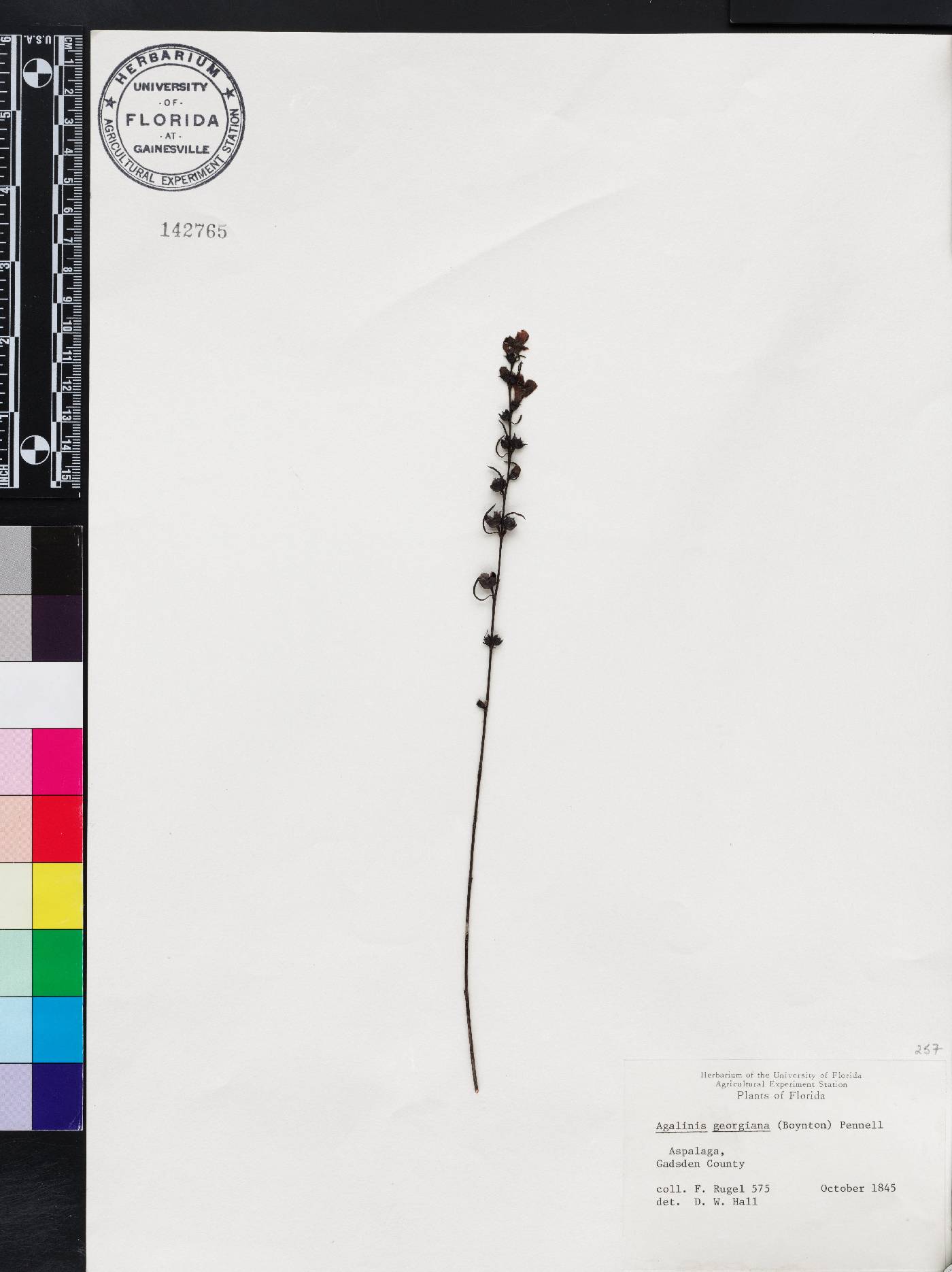 Agalinis georgiana image