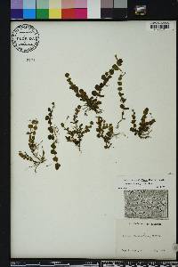 Lindernia grandiflora image